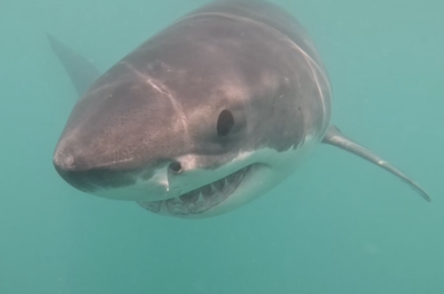 VIDEO: Footage of Great White Shark Off Block Island