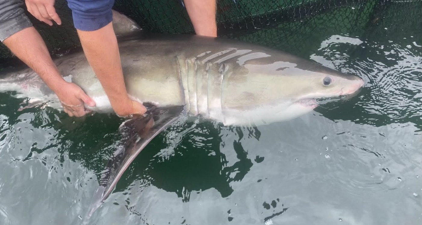 “Major Milestone” - RI’s Atlantic Shark Institute… | Go Local Prov