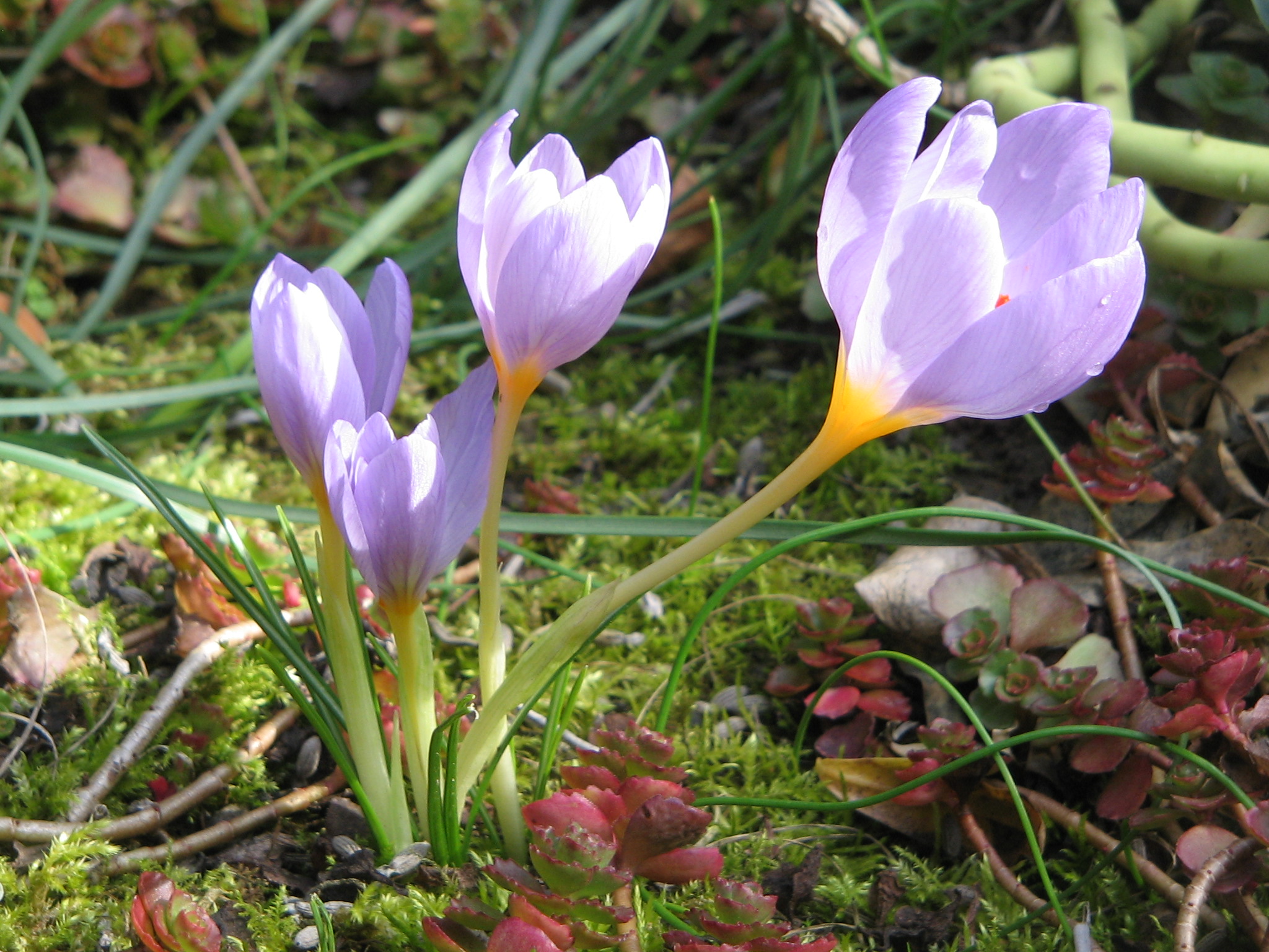 Leonard Moorehead, the Urban Gardener: Minor Spring… | Go Local Prov