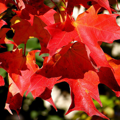 25 Ways to Go Green in Providence This Fall | Go Local Prov