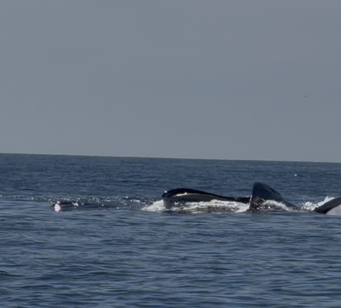 VIDEO: “Cool Sighting” of Whales Double the Size of Orcas Off Rhode Island